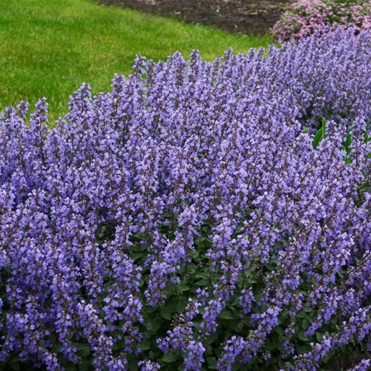 Catmint Nepeta 'Pursian Blue' Blue - Bio - Hardy plant