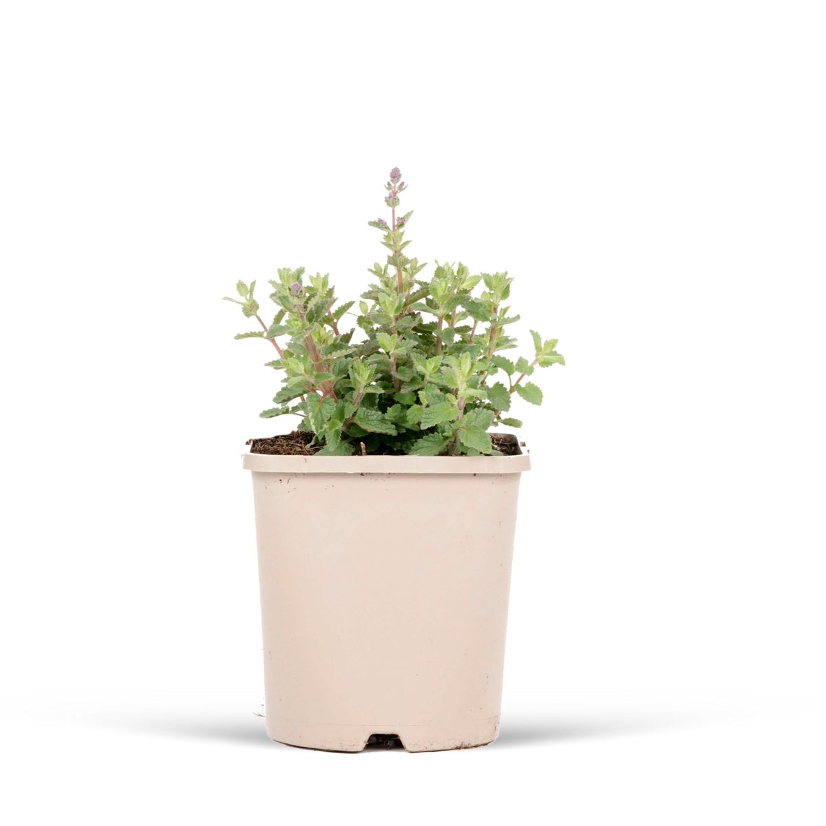 Catmint Nepeta 'Pursian Blue' Blue - Bio - Hardy plant