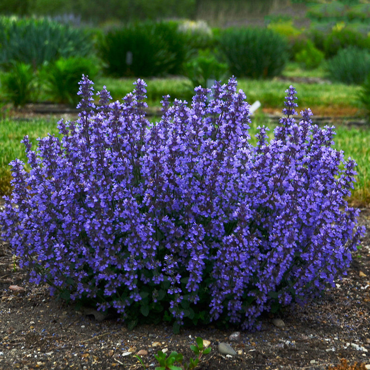 Catmint Nepeta 'Cat's Pyjamas' Blue - Bio - Hardy plant