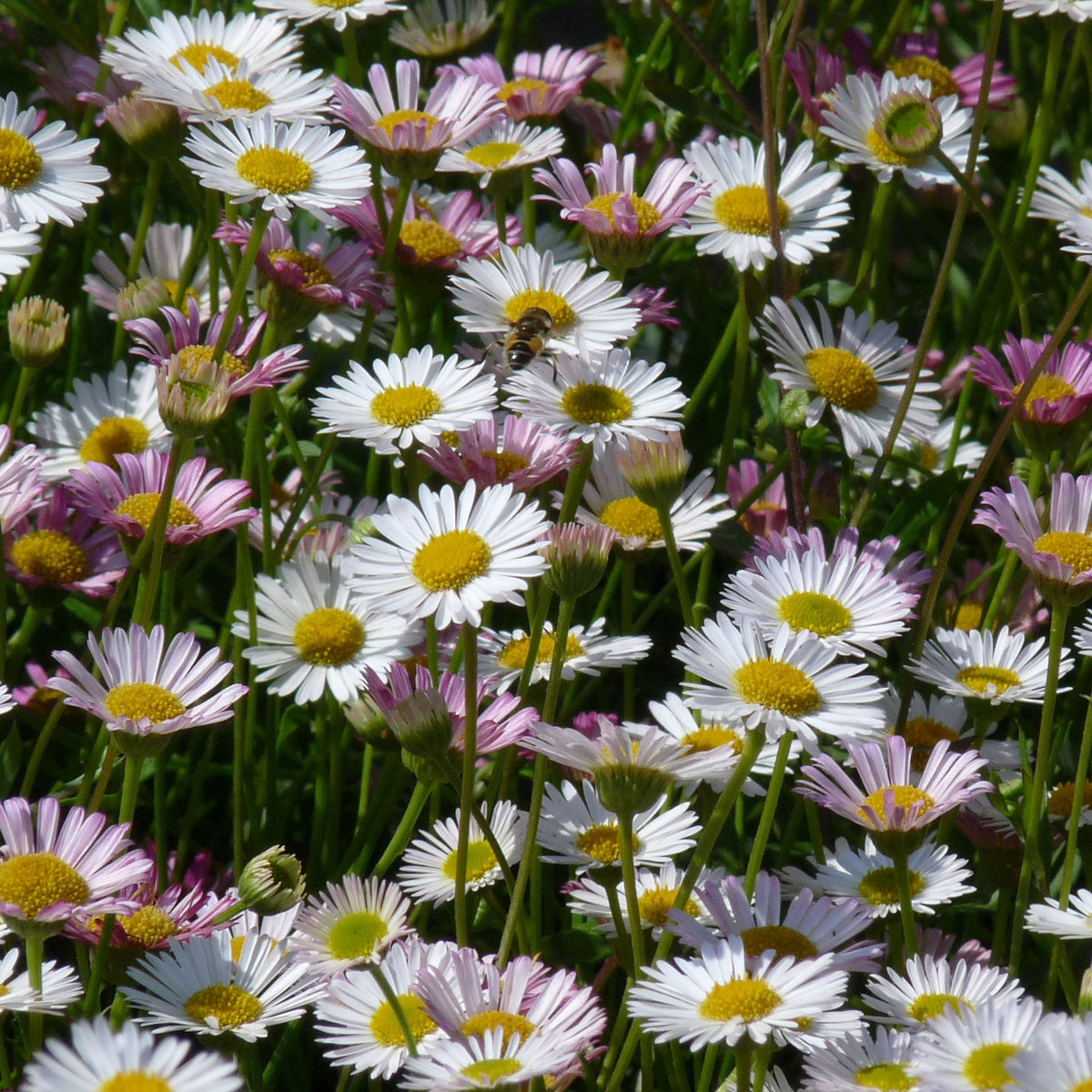 Fleabane Erigeron kavinskianus White-Pink - Bio - Hardy plant