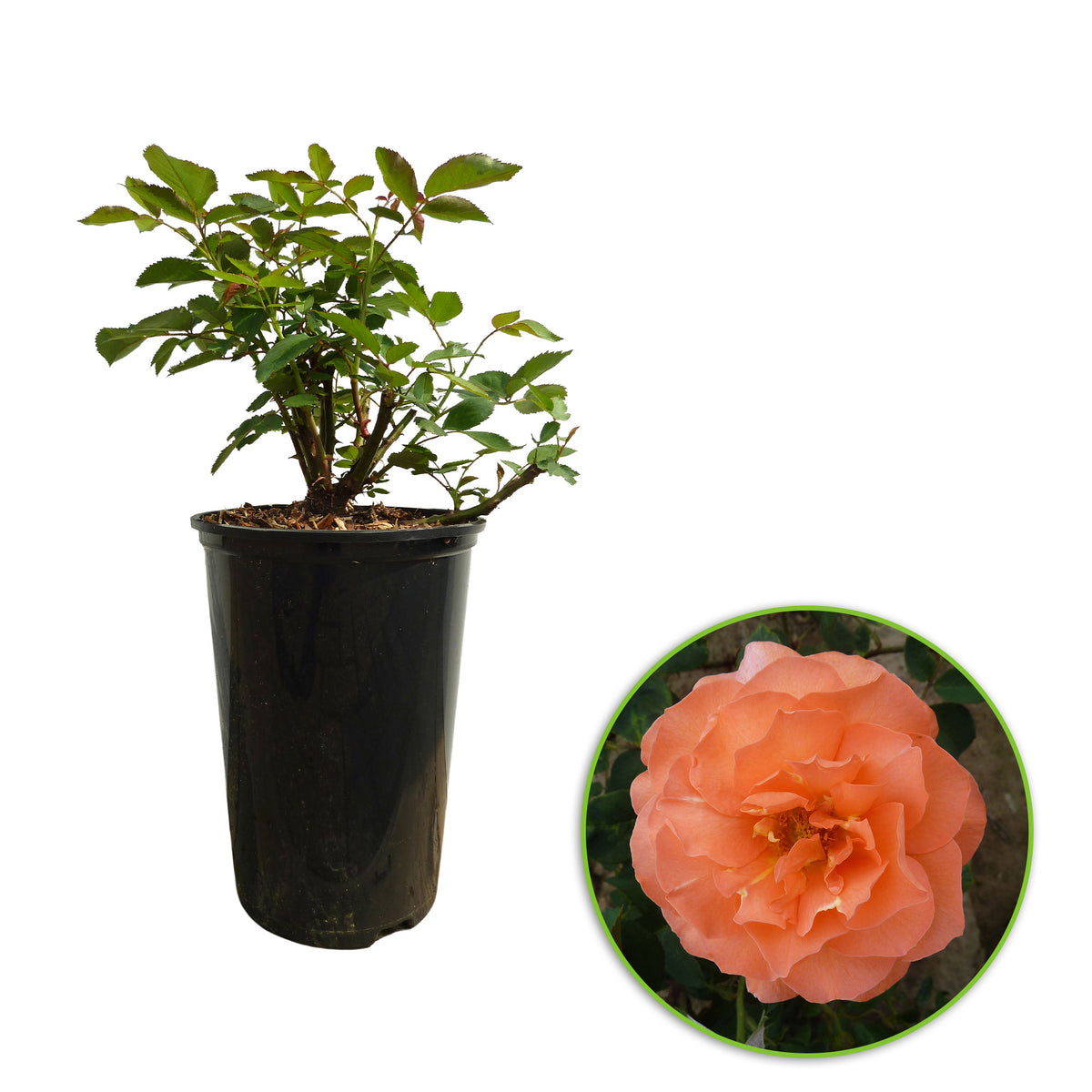 Large-flowered rose  Rosa 'Tea Time'®  Orange - Hardy plant