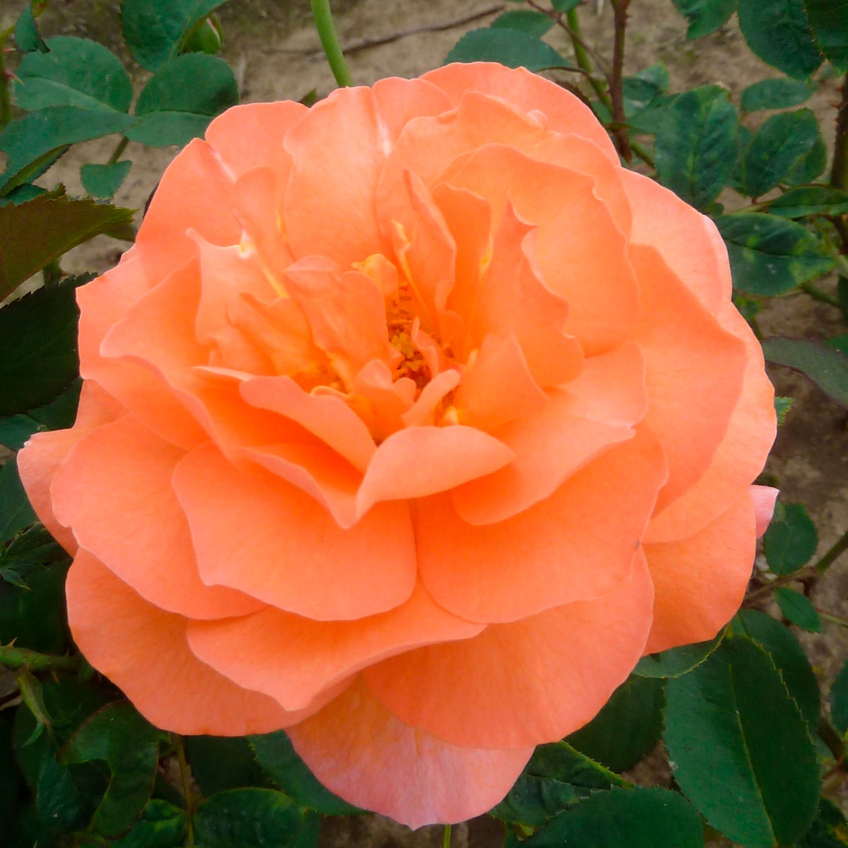 Large-flowered rose  Rosa 'Tea Time'®  Orange - Hardy plant