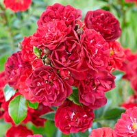 Rose Rosa 'Fairy Dance'® Red - Hardy plant