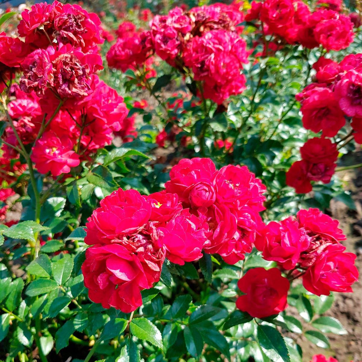 Rose Rosa 'Fairy Dance'® Red - Hardy plant