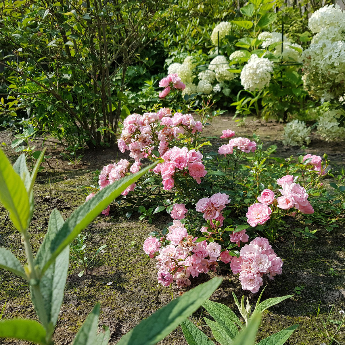 Rose Rosa 'The Fairy'® Pink - Hardy plant