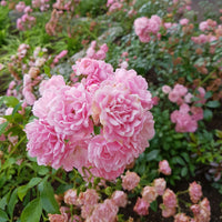 Rose Rosa 'The Fairy'® Pink - Hardy plant