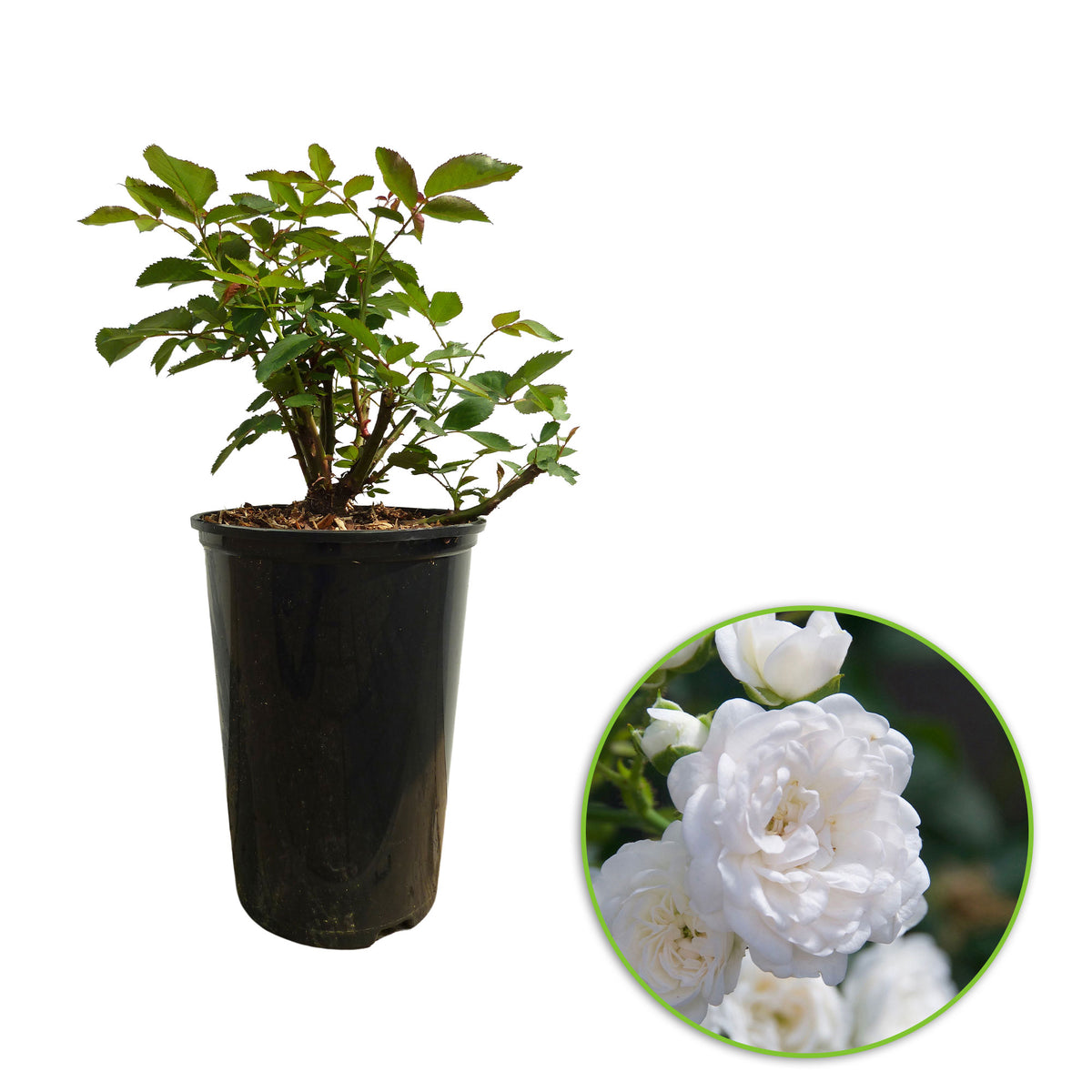Rose Rosa 'Diamant'®  White - Hardy plant