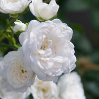 Rose Rosa 'Diamant'®  White - Hardy plant