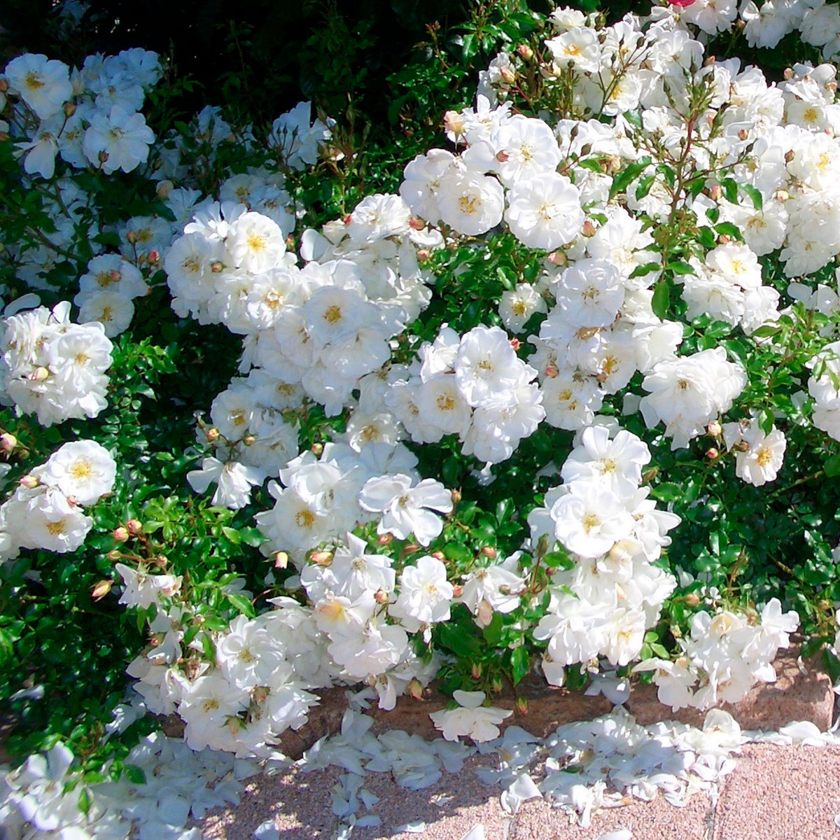 Rose Rosa 'Diamant'®  White - Hardy plant