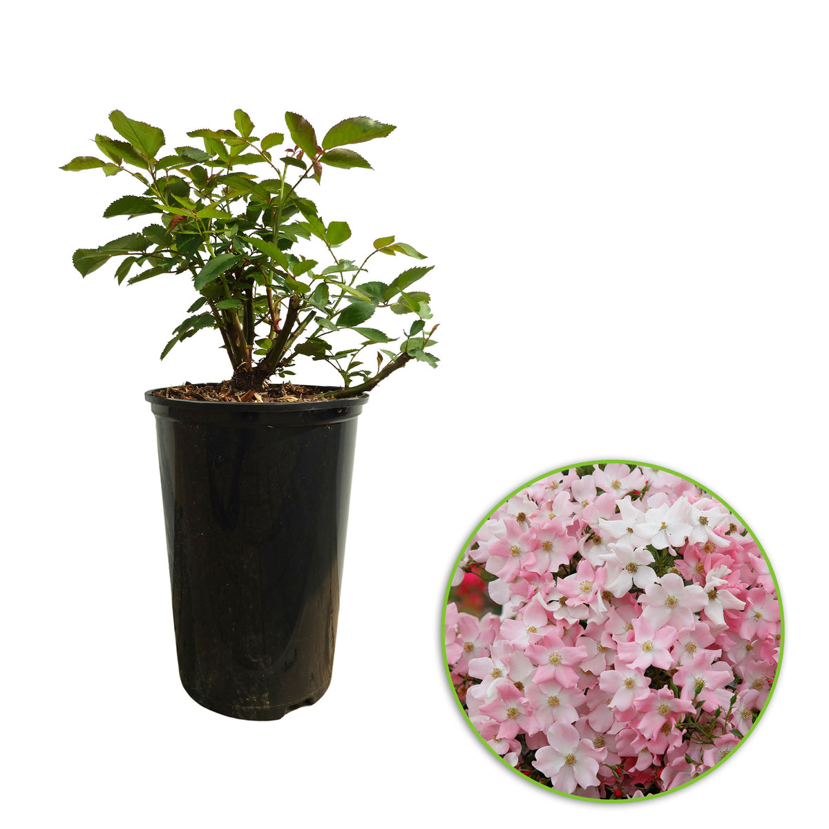 Rose Rosa 'Fortuna'®  - Hardy plant Pink