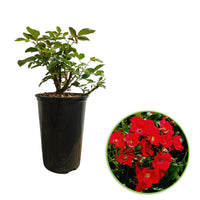 Rose Rosa 'Weg der Sinne'® Red - Hardy plant