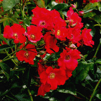 Rose Rosa 'Weg der Sinne'® Red - Hardy plant