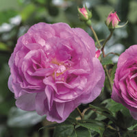 Rose Rosa 'Saphir'®  Purple - Hardy plant