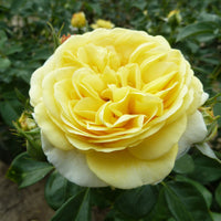 Spray rose Rosa 'Inka' yellow - Hardy plant