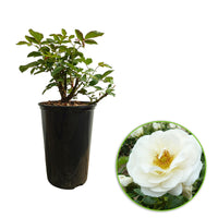 Rose Rosa 'Sirius'®  Cream-Pink - Hardy plant