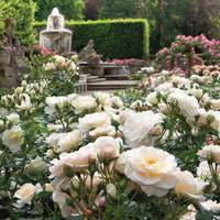 Rose Rosa 'Sirius'®  Cream-Pink - Hardy plant
