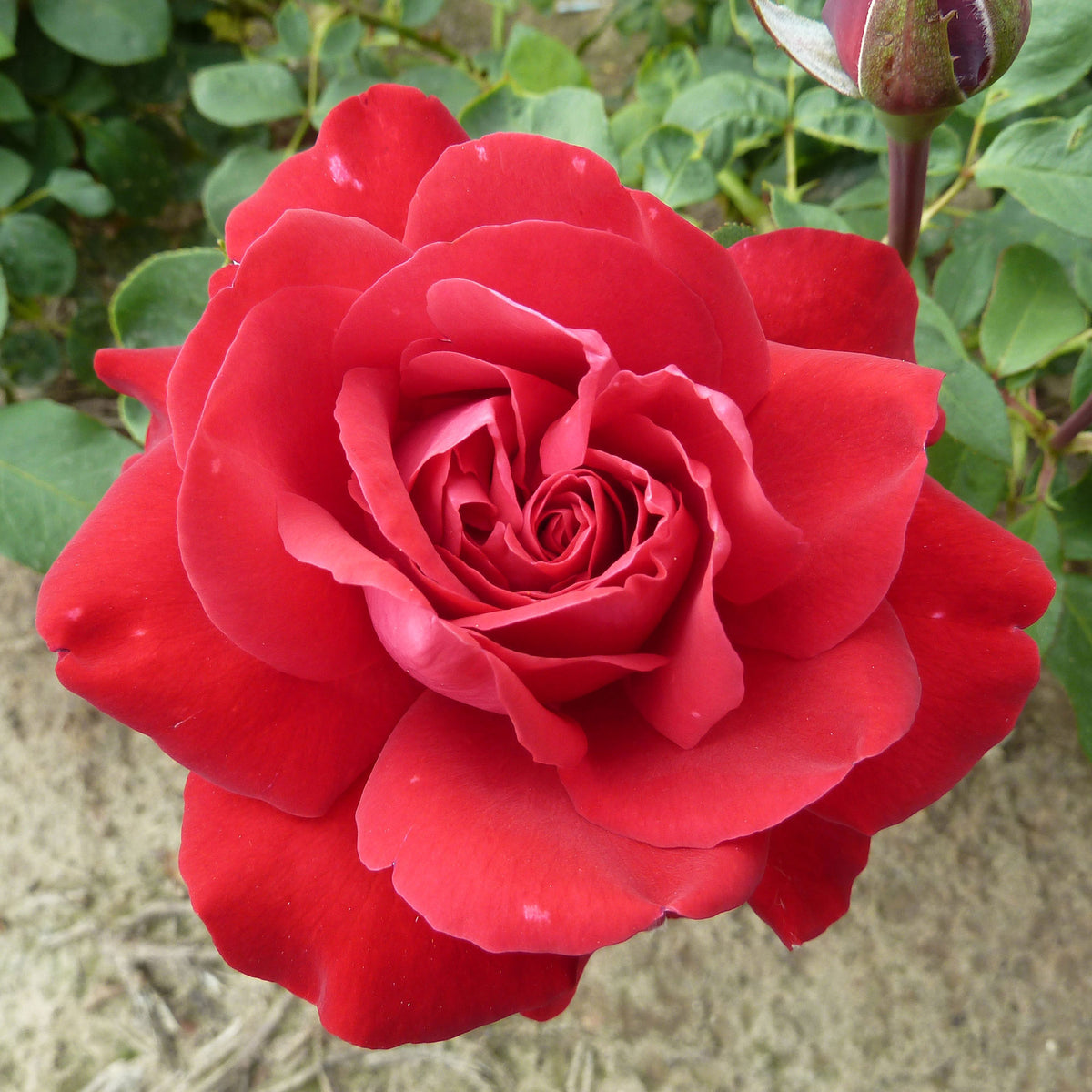 Rosa 'Störtebeker'®  Large-flowered rose  Red - Hardy plant