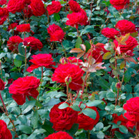 Rosa 'Störtebeker'®  Large-flowered rose  Red - Hardy plant