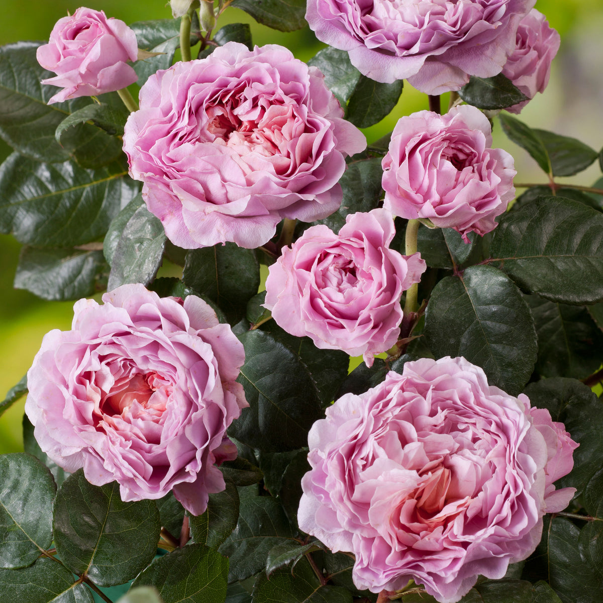 Large-flowered rose  Rosa 'Eisvogel'®  Pink - Hardy plant