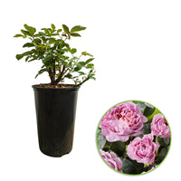 Large-flowered rose  Rosa 'Eisvogel'®  Pink - Hardy plant