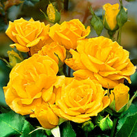 Standard tree rose Rosa 'Friesia'®  Yellow - Hardy plant