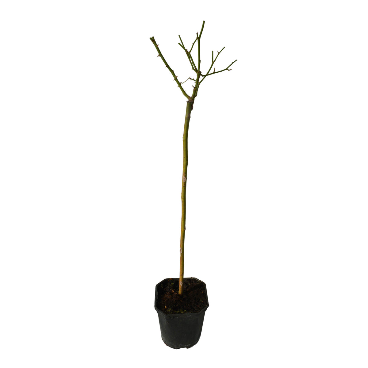 Standard tree rose Rosa 'Kristal'® White - Hardy plant