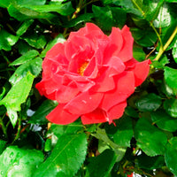Standard tree rose Rosa 'Happy Wanderer'® Red - Hardy plant