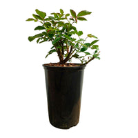 Standard tree rose Rosa 'Happy Wanderer'® Red - Hardy plant