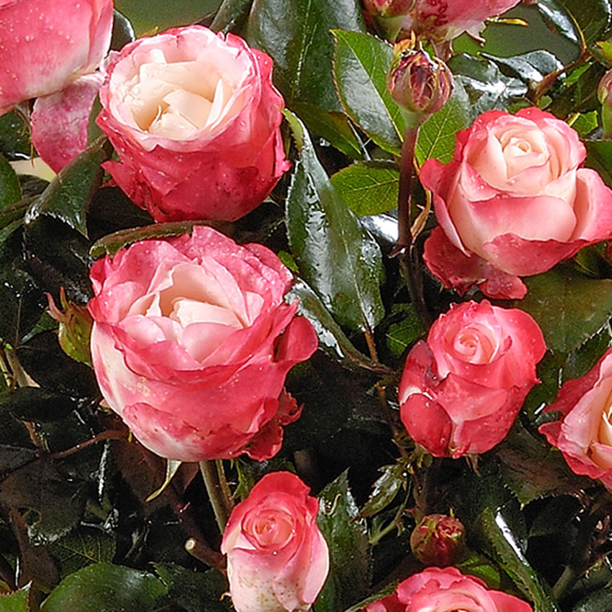 Standard tree rose Rosa 'Nostalgie'®  Multicoloured - Hardy plant