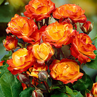 Climbing rose Rosa 'Cuba Dance' orange - Hardy plant