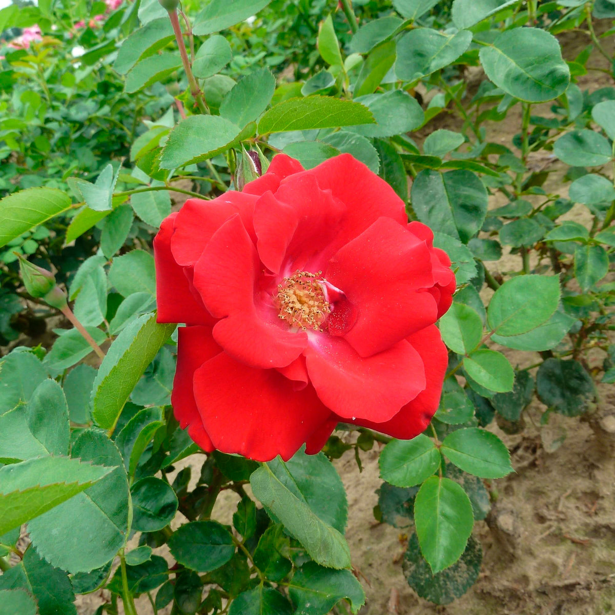 Rose Rosa 'Santana'® Red - Hardy plant