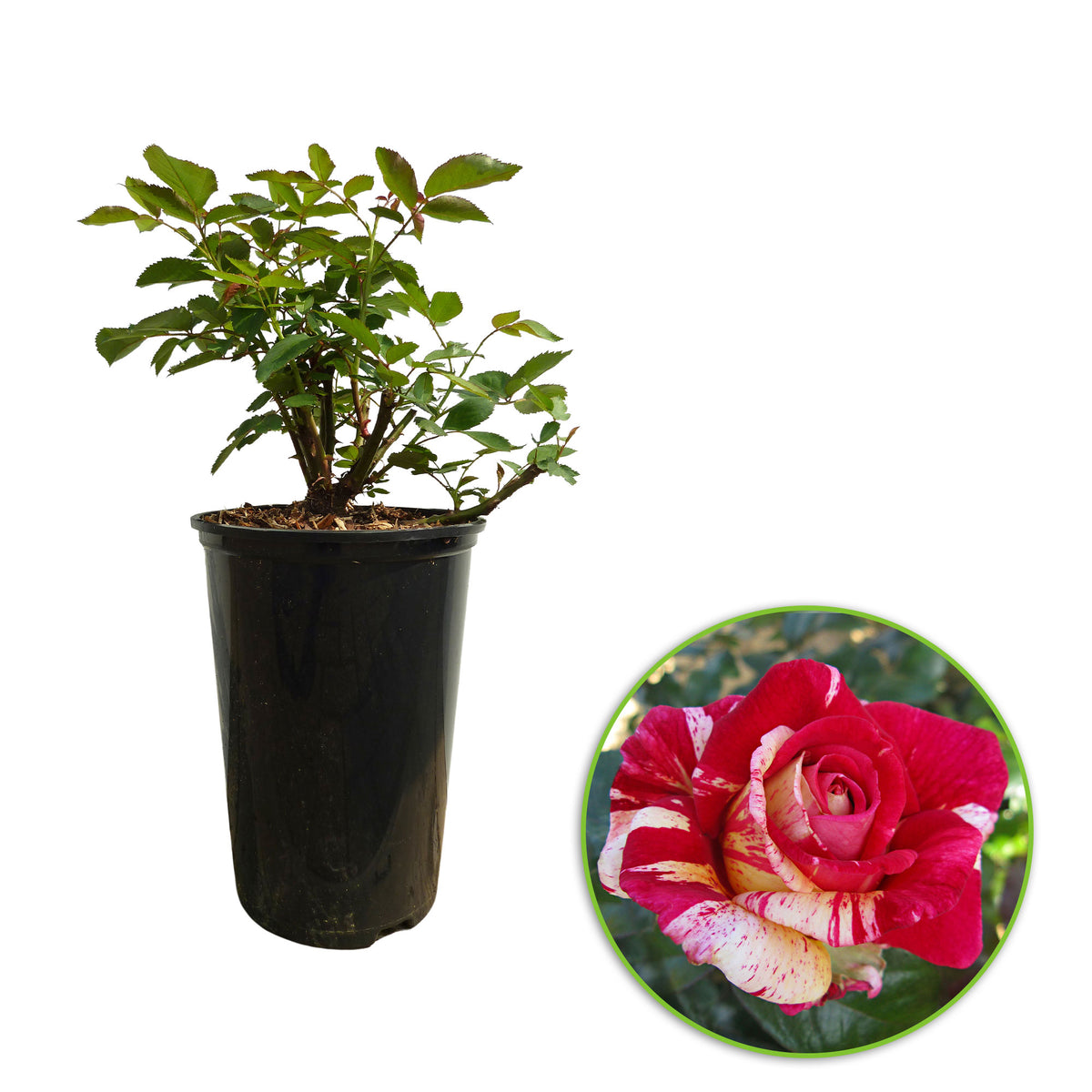 Large-flowered rose  Rosa 'Broceliande'® Red-Yellow - Hardy plant