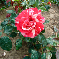 Large-flowered rose  Rosa 'Broceliande'® Red-Yellow - Hardy plant