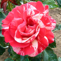 Large-flowered rose  Rosa 'Broceliande'® Red-Yellow - Hardy plant