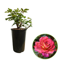 Large-flowered rose  Rosa 'Parfum de Grasse'®  Yellow-Pink - Hardy plant