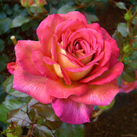 Large-flowered rose  Rosa 'Parfum de Grasse'®  Yellow-Pink - Hardy plant