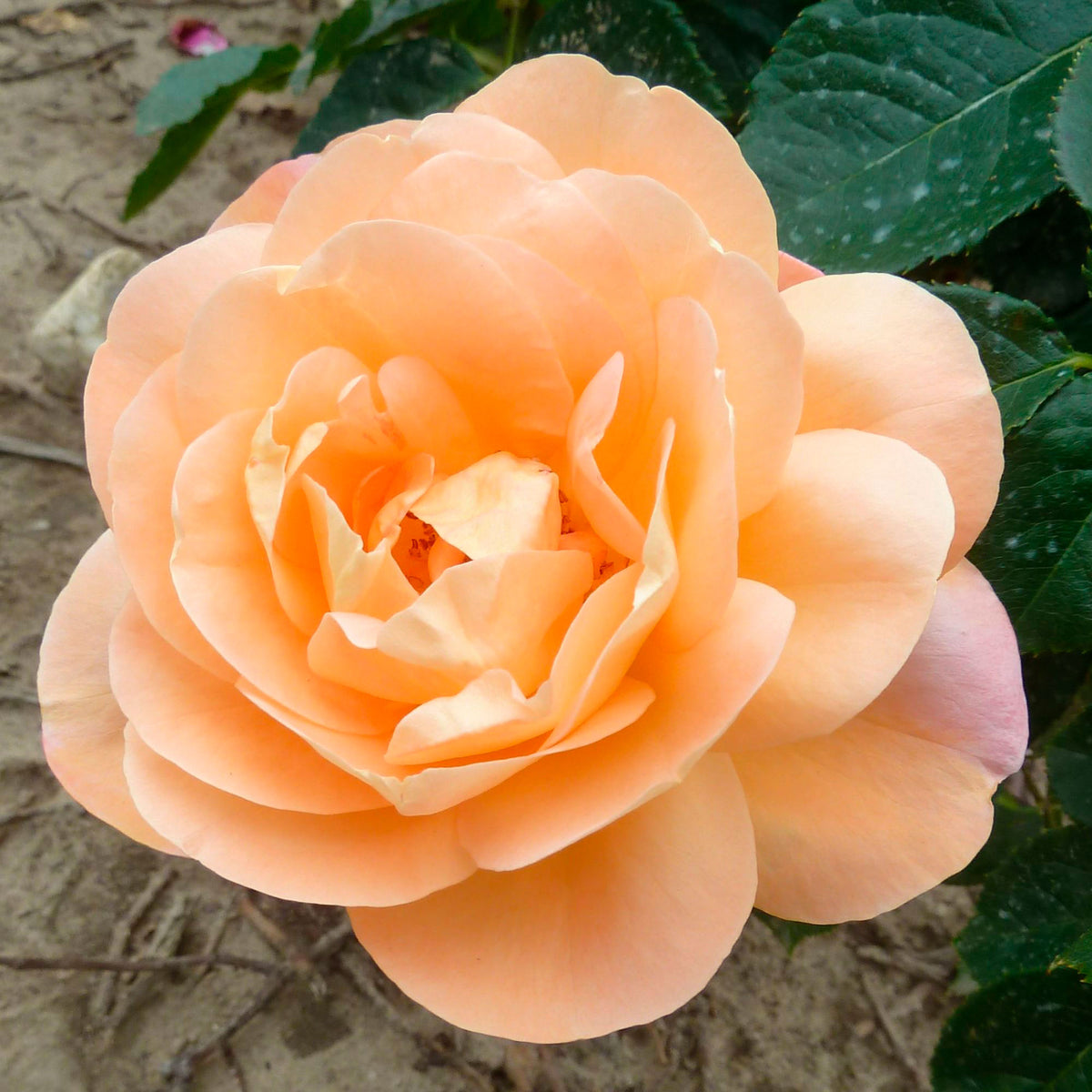 Large-flowered rose  Rosa 'Isabelle Autissier'® Pink-Yellow - Hardy plant
