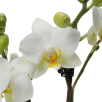 Butterfly Orchid Phalaenopsis 'Lausanne' White
