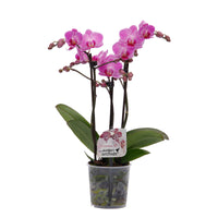 Butterfly Orchid Phalaenopsis 'Vienna' Pink