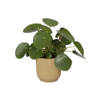 Elho flower pot Vibes Fold round yellow - Indoor pot