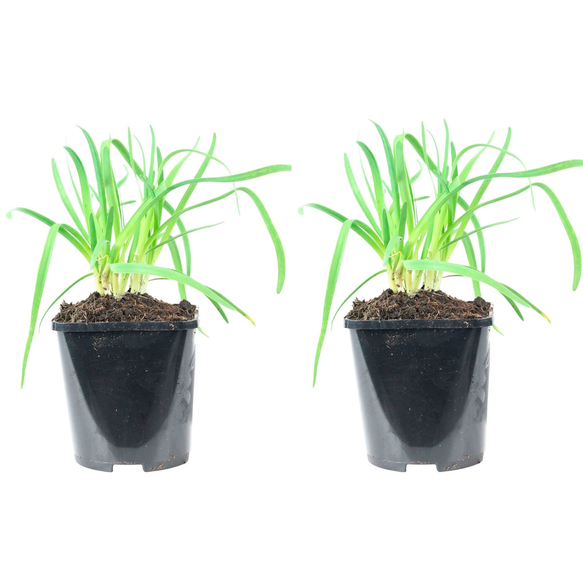 Chives Allium senescens - Organic pink