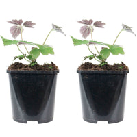 Autumn anemone Anemone 'Robustissima' - Organic pink - Hardy plant