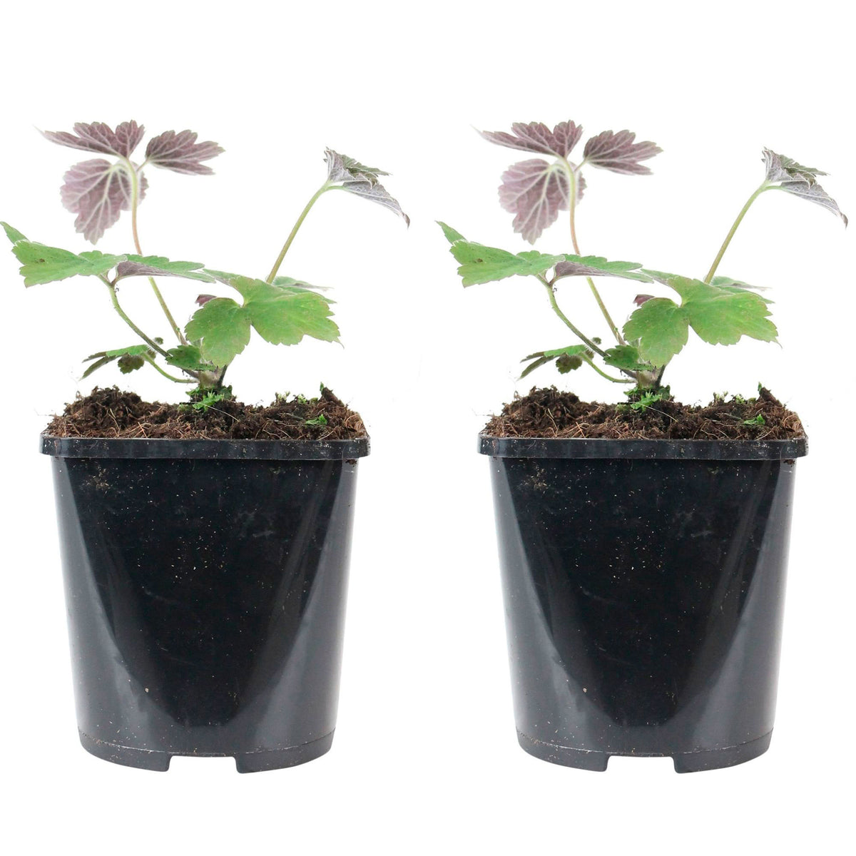 Autumn anemone Anemone 'Robustissima' - Organic pink - Hardy plant