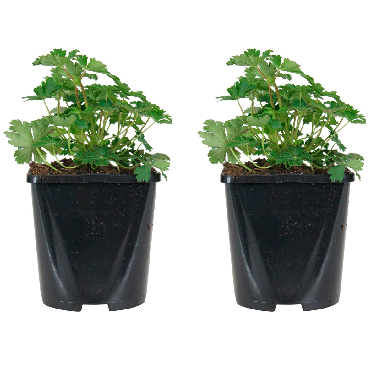 Cranesbill Geranium 'Biokovo' White-Pink - Bio - Hardy plant