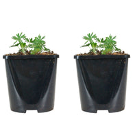 Bloody geranium Geranium sanguineum - Organic pink - Hardy plant