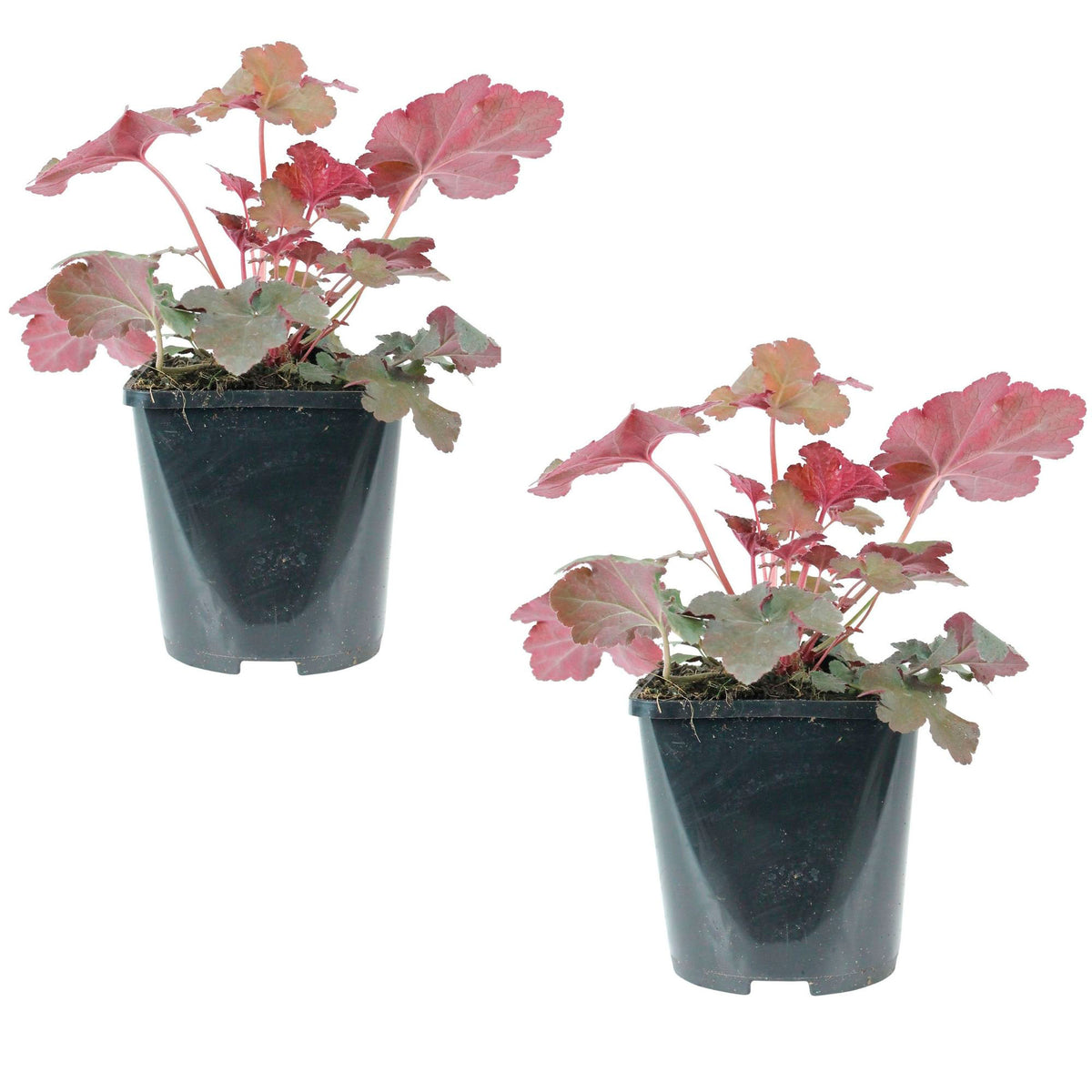 Coral Bells Heuchera 'Chocolate Ruffles' - Organic red-brown - Hardy plant