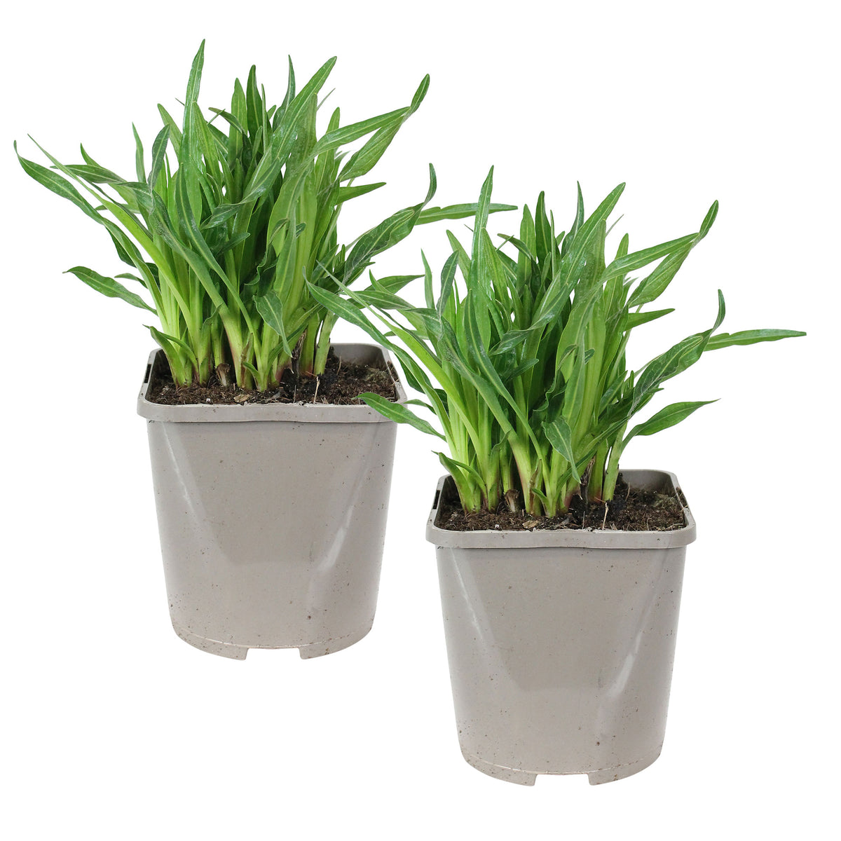 Dense blazing star Liatris spicata 'Kobold' - Organic purple - Hardy plant