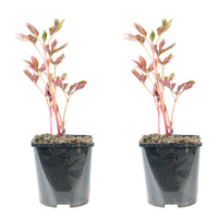 Peony Paeonia 'Alexander Fleming' - Organic pink - Hardy plant