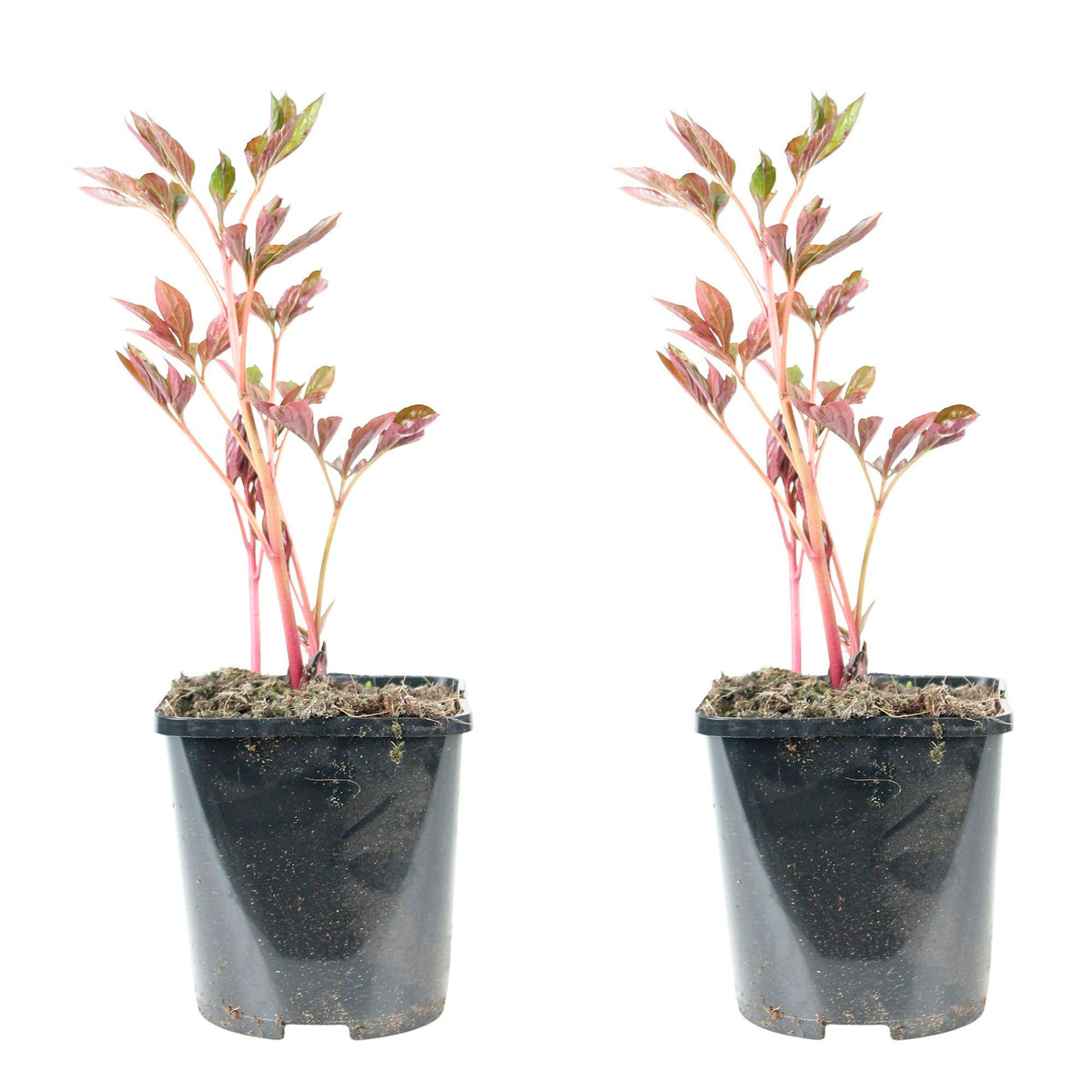 Peony Paeonia 'Alexander Fleming' - Organic pink - Hardy plant
