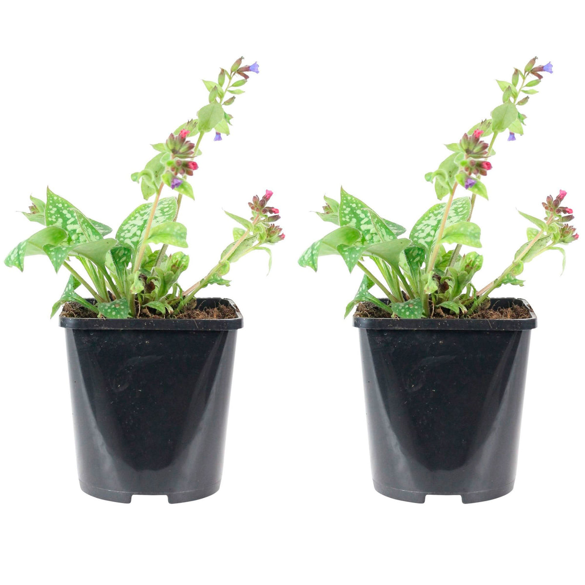 Lungwort Pulmonaria 'Victorian Brooch'  Purple - Bio - Hardy plant